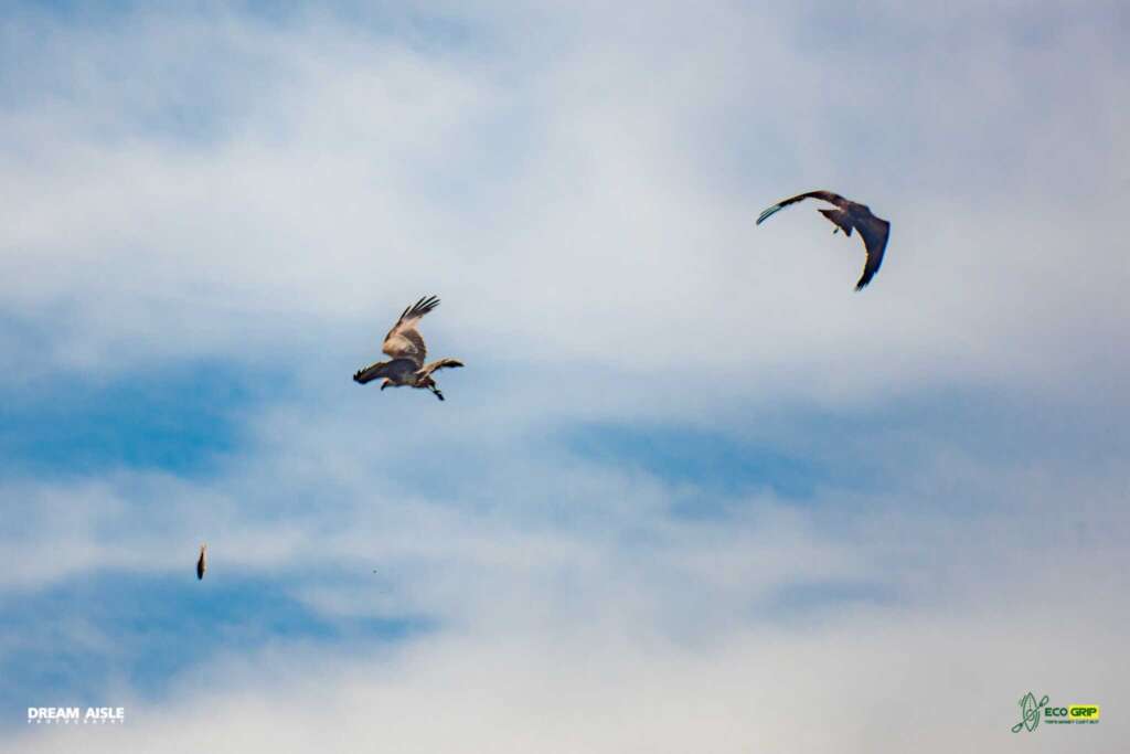 eagles flying