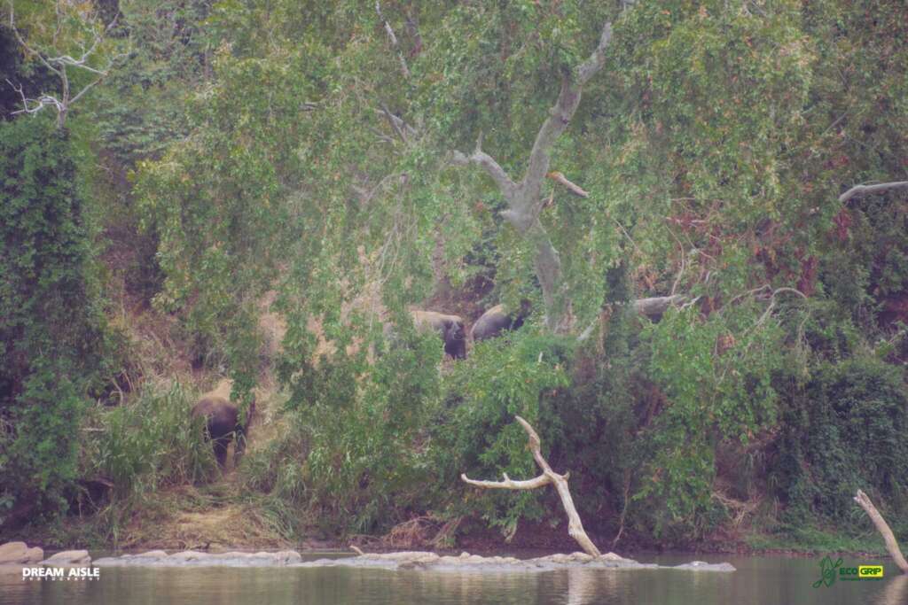 wild elephant herd